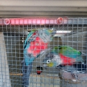 Conures for sale