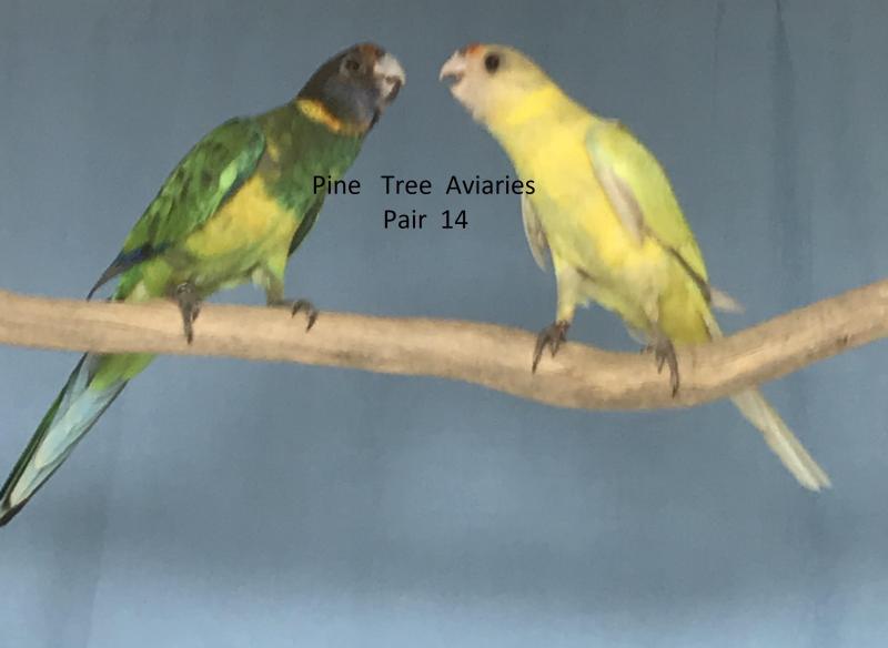 2024 BRED TWENTY EIGHT PARROT MUTATIONS