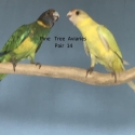 2024 BRED TWENTY EIGHT PARROT MUTATIONS
