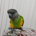 Senegal handraised female