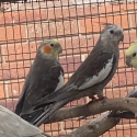 Cockatiels split olive