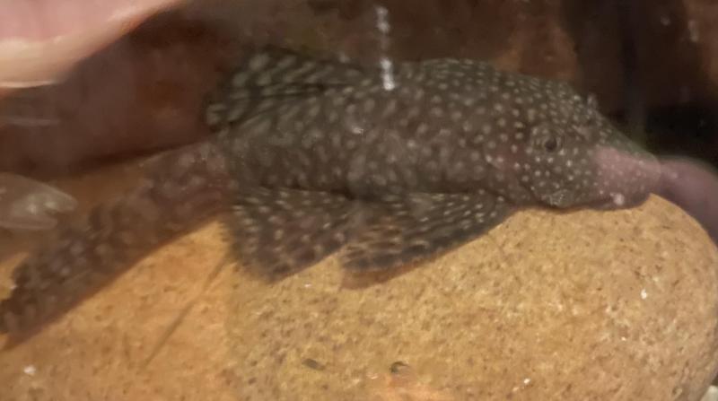 FS: BRISTLENOSE-FRY-