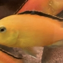 FS: ELECTRIC YELLOWS-AFRICAN CICHLIDS-