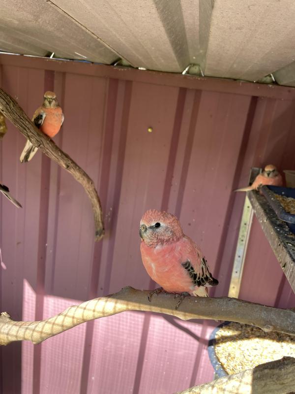 Bourkes parrorts for sale