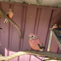 Bourkes parrorts for sale