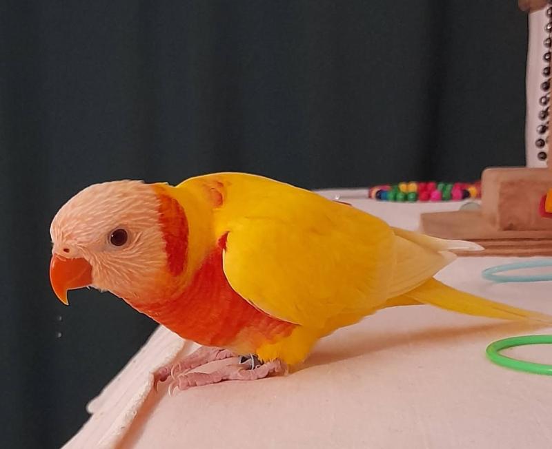 Red Collared Lorikeet