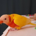 Red Collared Lorikeet
