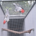 2024 African grey pair