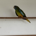 Scarlet chested parrots