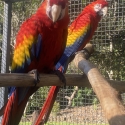 Mature male scarlet