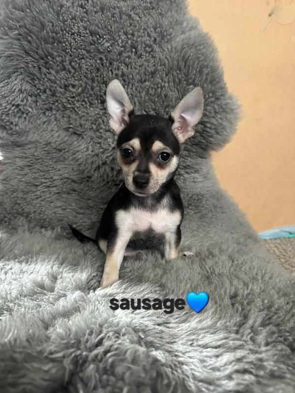 Chihuahua puppies