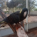 Yellow tailed black cockatoo