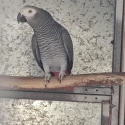 Rising 3yr African Grey Hen
