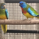 Scarlet Chested Parrots