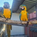 Pair of Blue & Gold Macaws