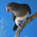 KING PARROTS MUTATIONS