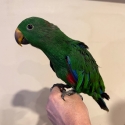 Male Eccy