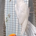 Cheap ringnecks need the space
