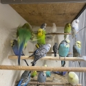 Birds going to Wollongong bird sale