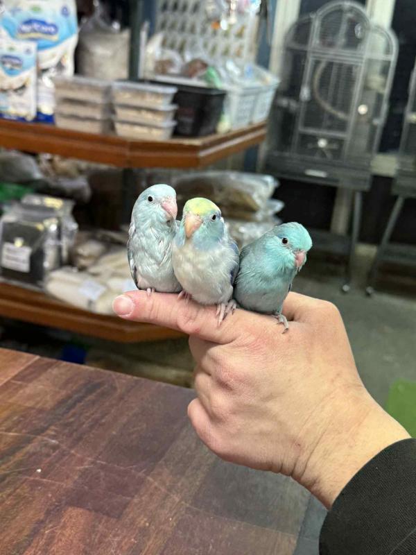 Handraised parrotlets
