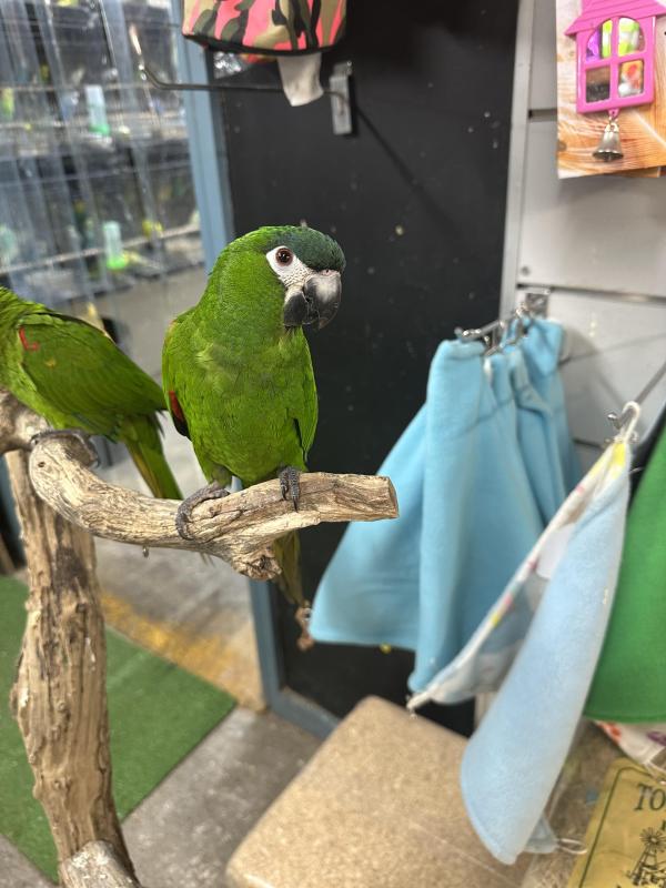 Handraised Hahns macaw last girl left