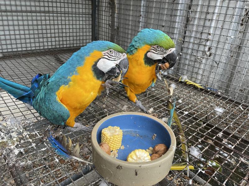 PROVEN BREEDING PAIR BLUE AND GOLD MACAWS