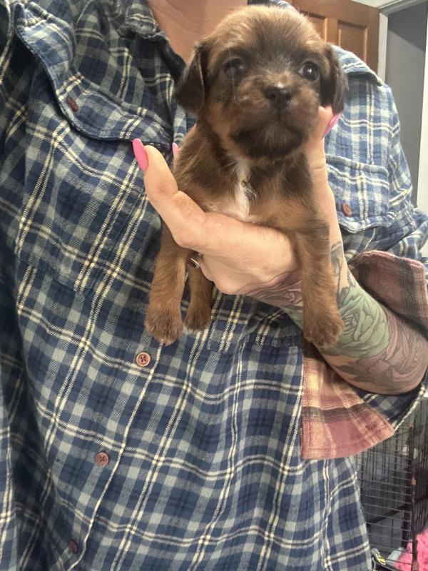 Mini foxy x toy poodle boys and girls