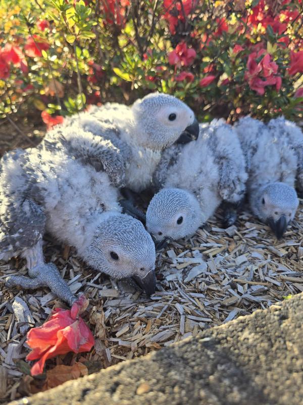 Handraised african greys