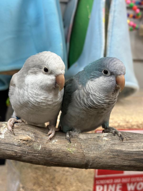 Handraised Quakers Cobalts And Colbalt Pallid