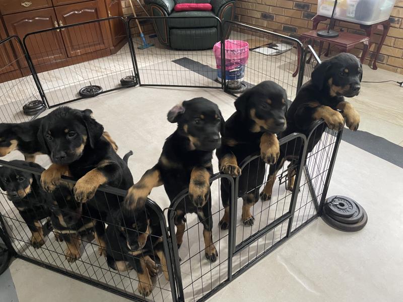 5 Rottweiler puppies ready for their new homes