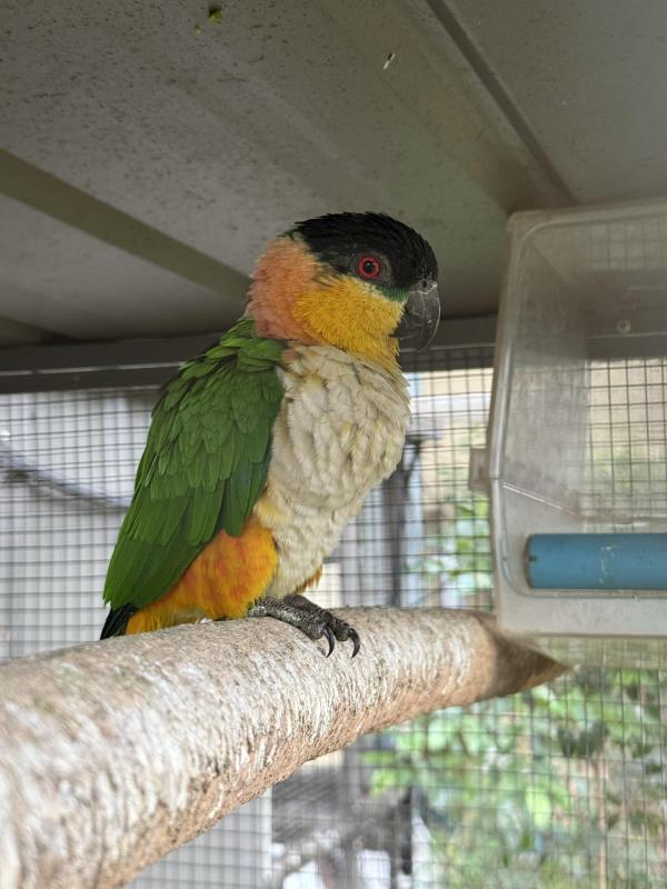 Split Blue B/H Caique Mature Hen
