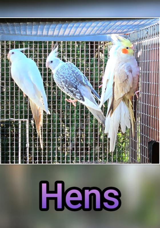 Avairy cockatiels