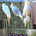Avairy cockatiels