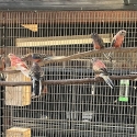 BOURKE PARROTS