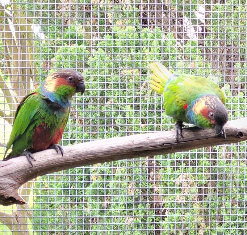 Blue throated conures