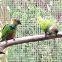 Blue throated conures