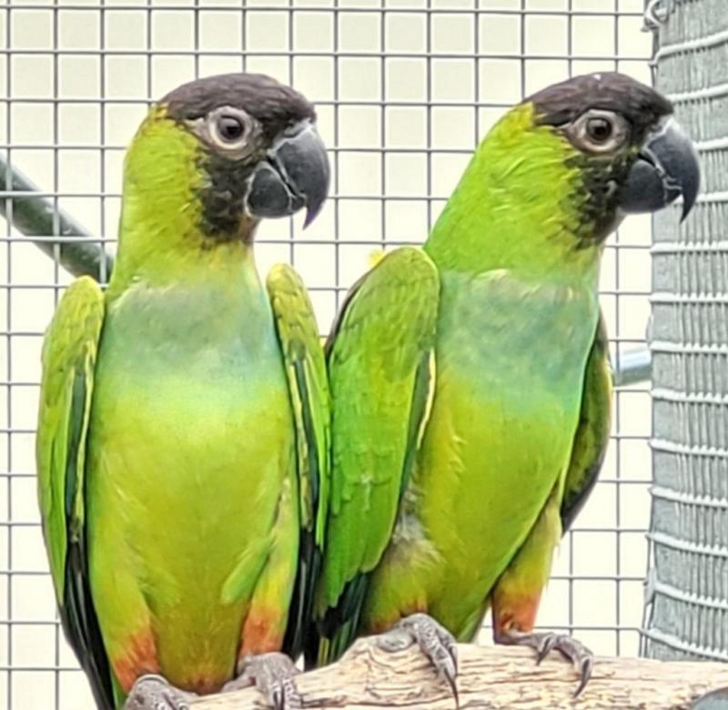 Nanday Conures