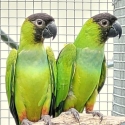 Nanday Conures