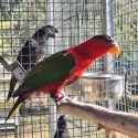hand reared black cap lory
