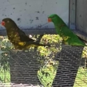 mature pair scalys