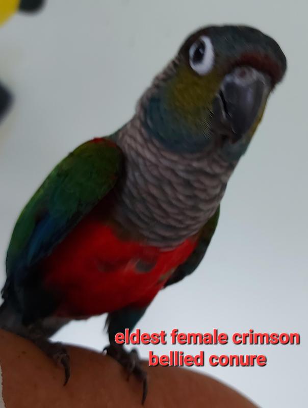 H/R YOUNG CRIMSON BELLIED CONURE NOW IN AVIARY, BUT STILL QUIET