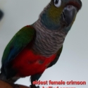 H/R YOUNG CRIMSON BELLIED CONURE NOW IN AVIARY, BUT STILL QUIET
