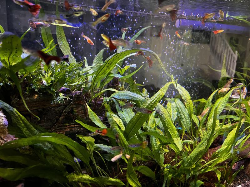 Guppies