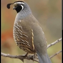 WTB CALIFORNIA QUAILS
