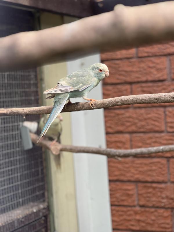 Fallow Blue Kakariki mutations