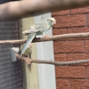 Fallow Blue Kakariki mutations