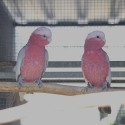 Galah Cockbird