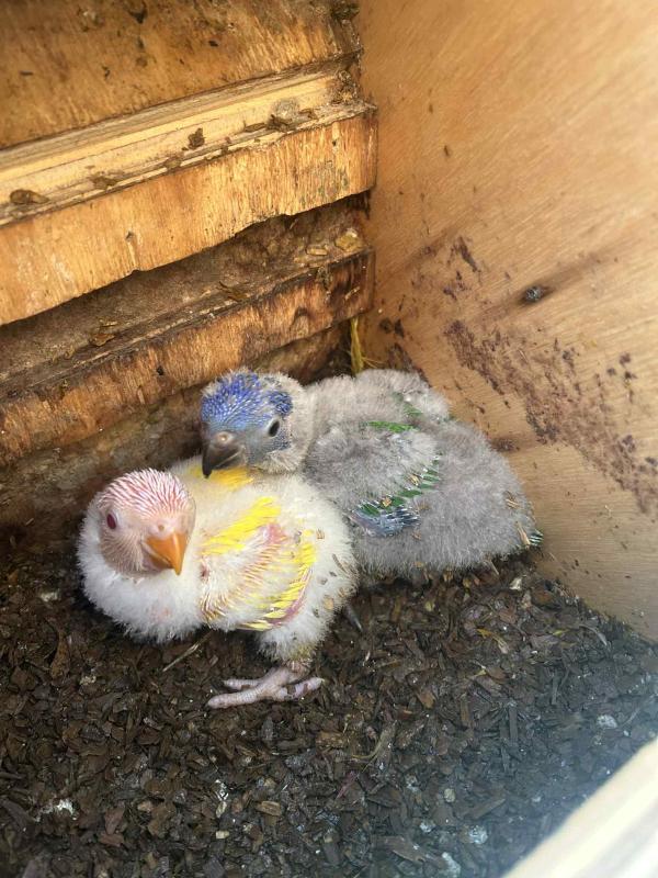 Split BLUE Rainbows forsale