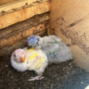Split BLUE Rainbows forsale