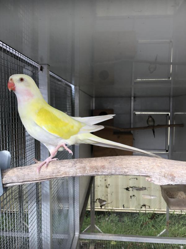 PRINCESS PARROT MUTATIONS